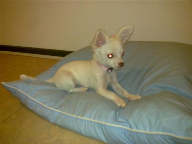 Chihuahua Lovely Isabella billede 5