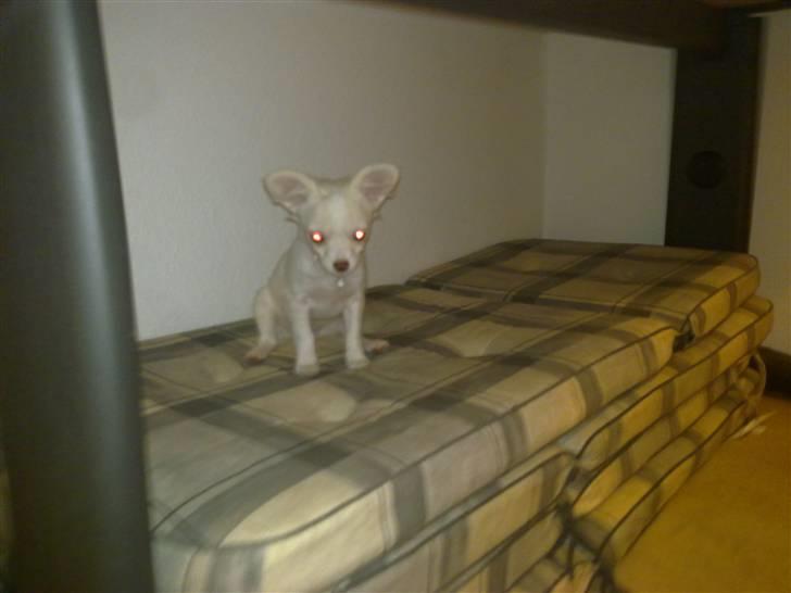 Chihuahua Lovely Isabella billede 6