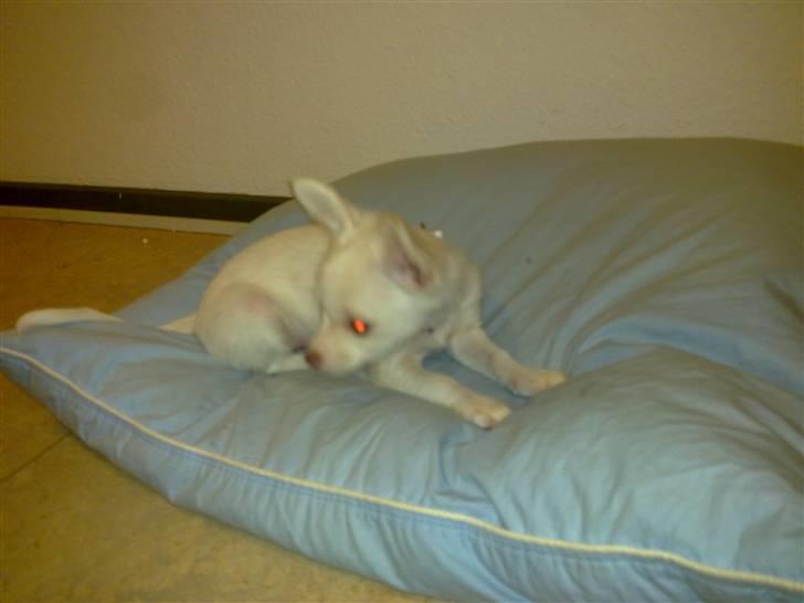 Chihuahua Lovely Isabella billede 7