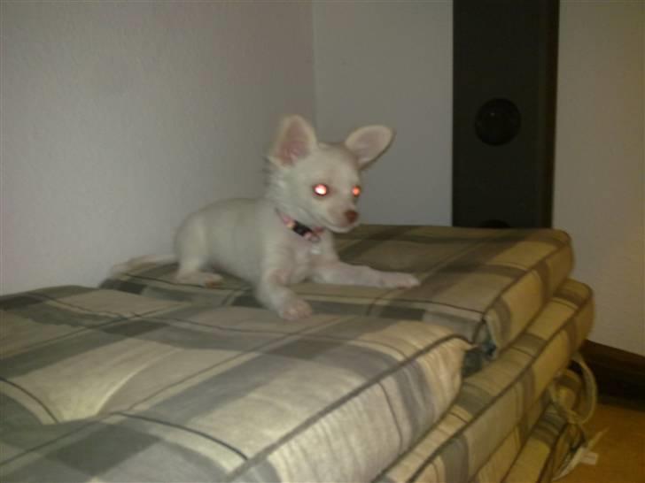 Chihuahua Lovely Isabella billede 8