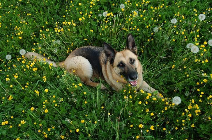 Schæferhund Laika  billede 1