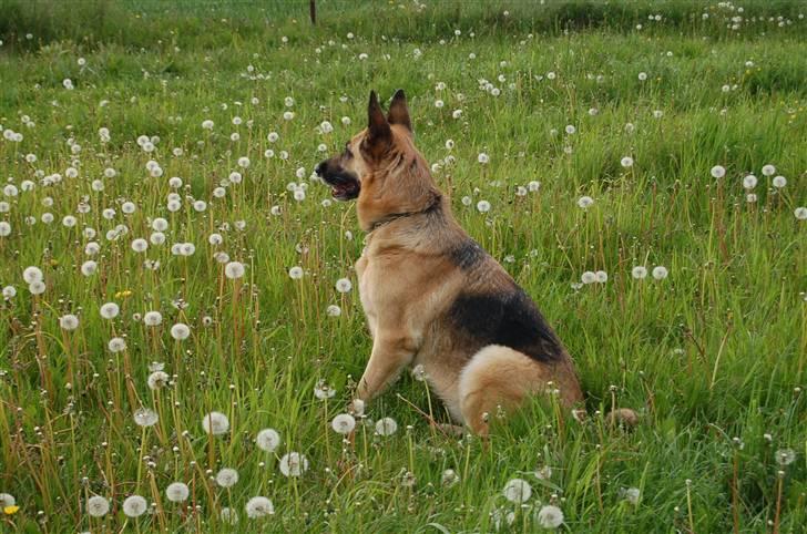 Schæferhund Laika  billede 2