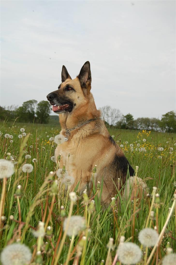 Schæferhund Laika  billede 3