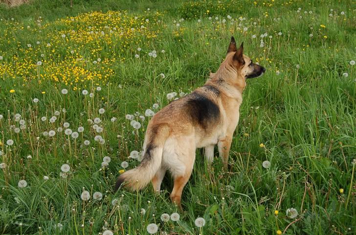 Schæferhund Laika  billede 4