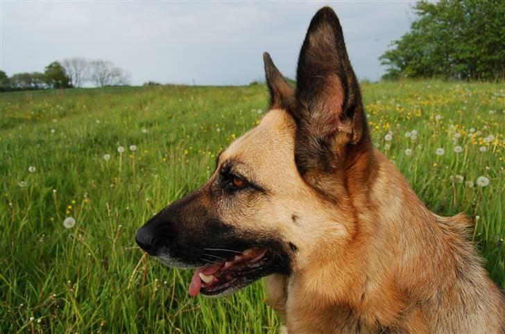 Schæferhund Laika  billede 5