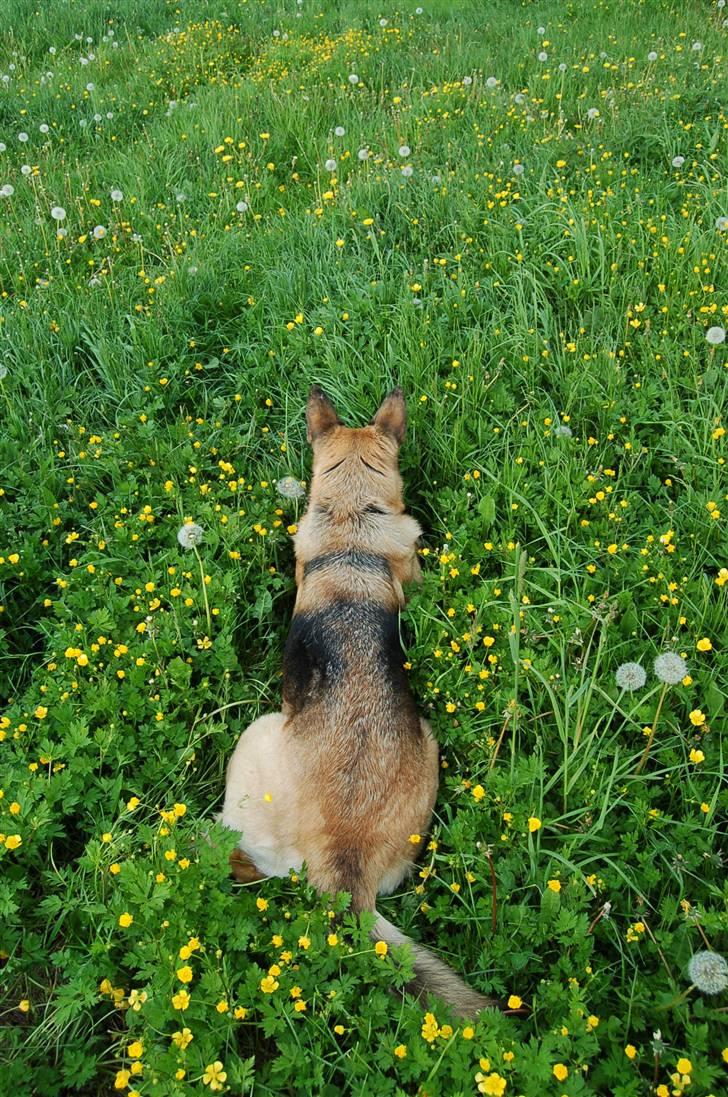 Schæferhund Laika  billede 6