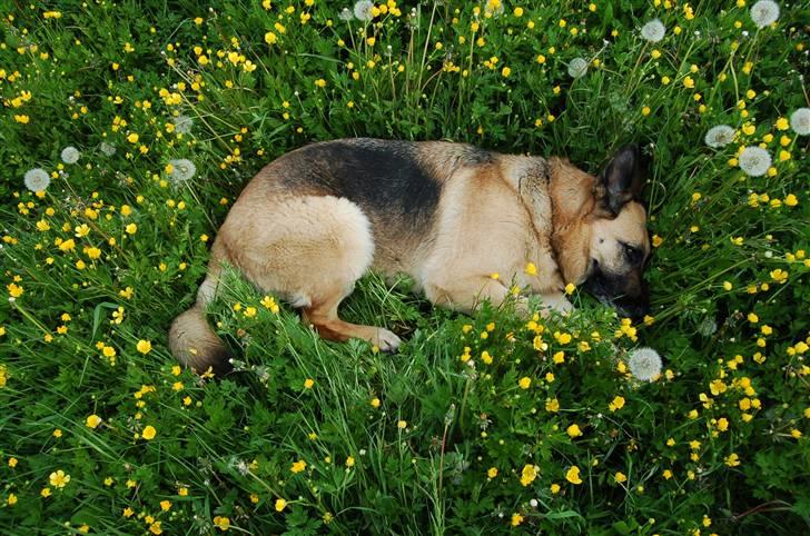 Schæferhund Laika  billede 7