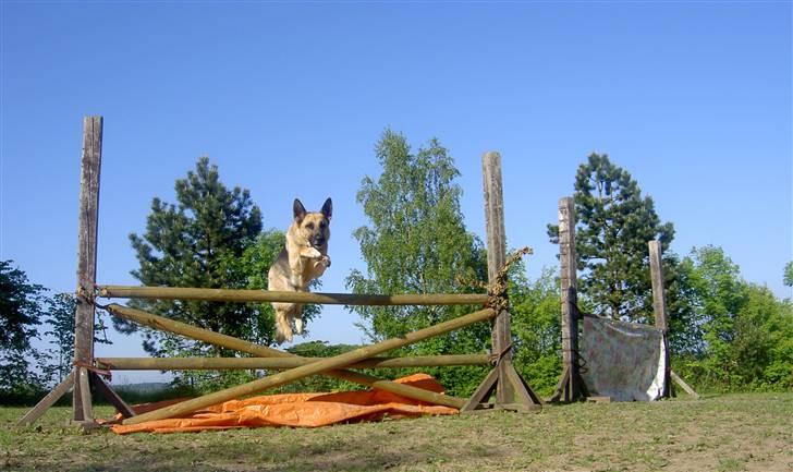 Schæferhund Laika  billede 8
