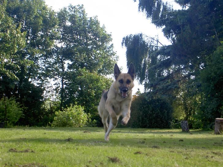 Schæferhund Laika  billede 9