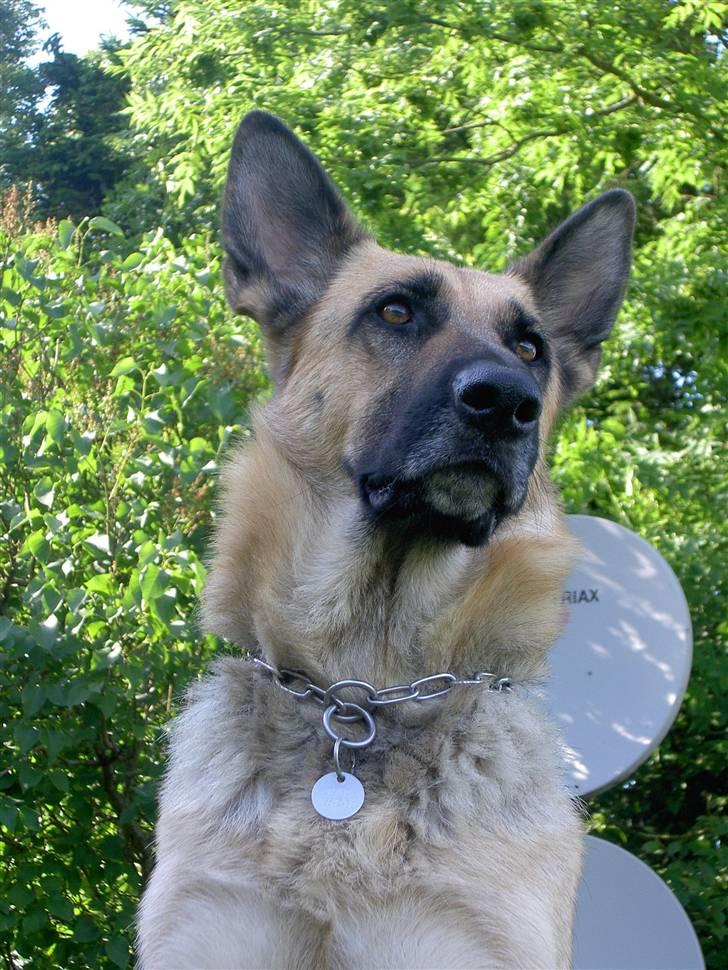 Schæferhund Laika  billede 10