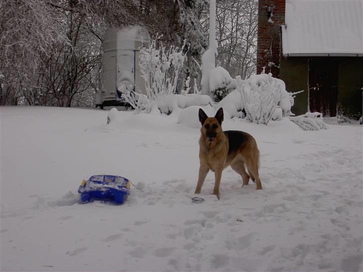 Schæferhund Laika  billede 11