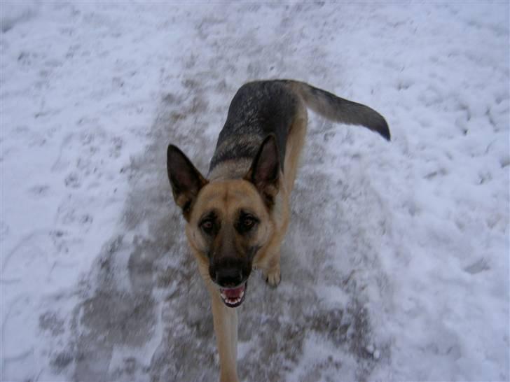 Schæferhund Laika  billede 12