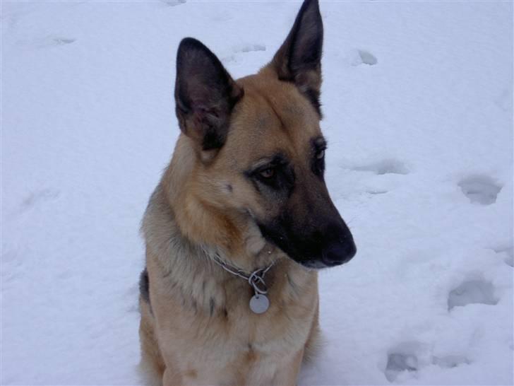 Schæferhund Laika  billede 13