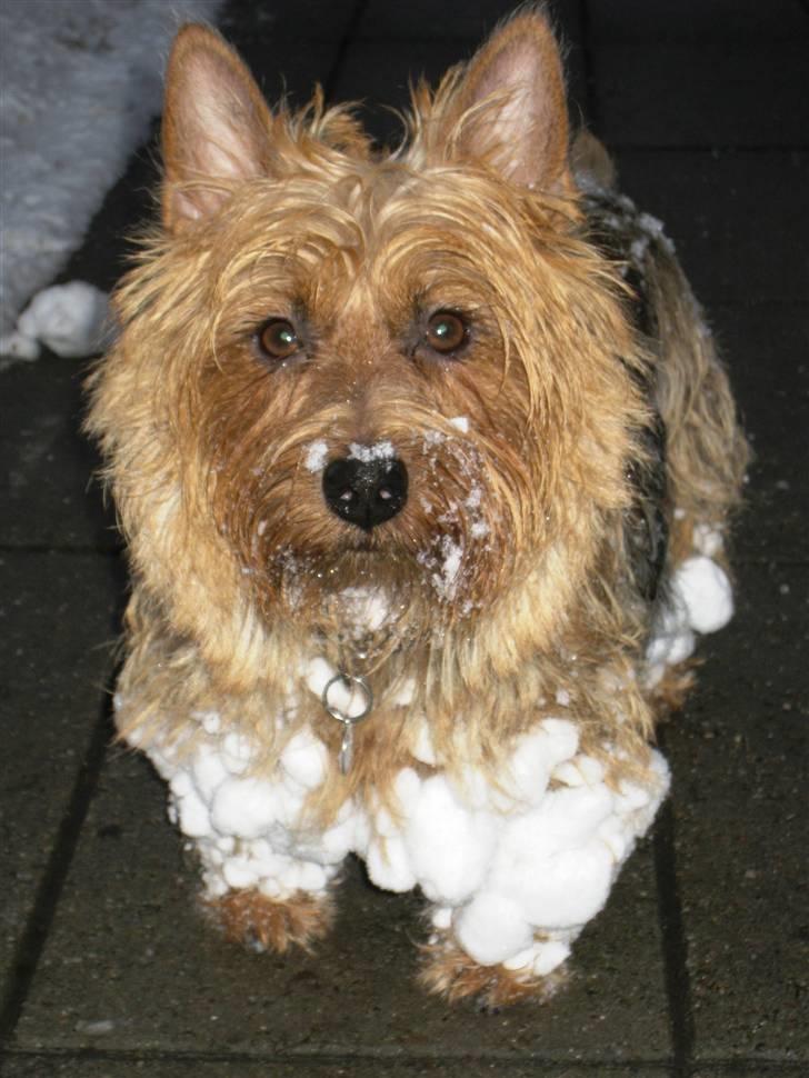 Australsk terrier Luka Min engel - Banditten samler på snebolde billede 19