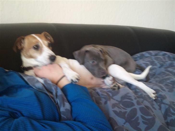 Jack russell terrier winnie billede 11