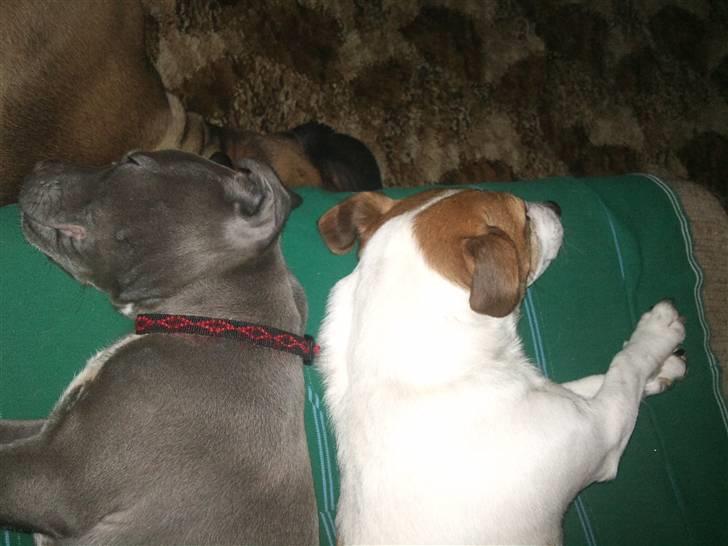 Jack russell terrier winnie billede 12