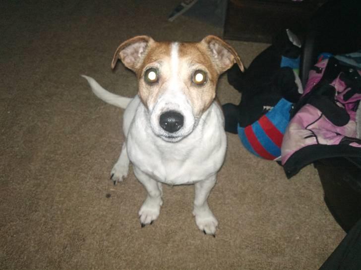 Jack russell terrier winnie billede 13