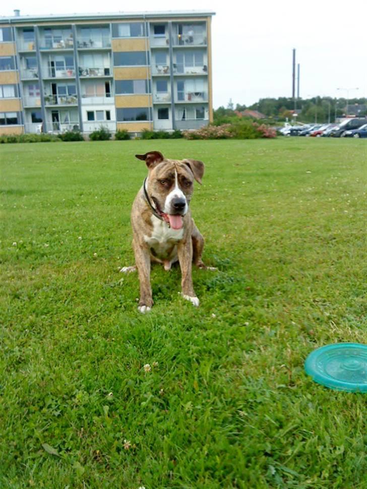 Amerikansk staffordshire terrier Bianco billede 11