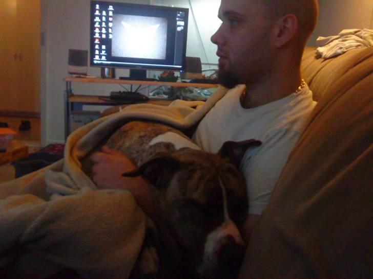 Amerikansk staffordshire terrier Bianco billede 12