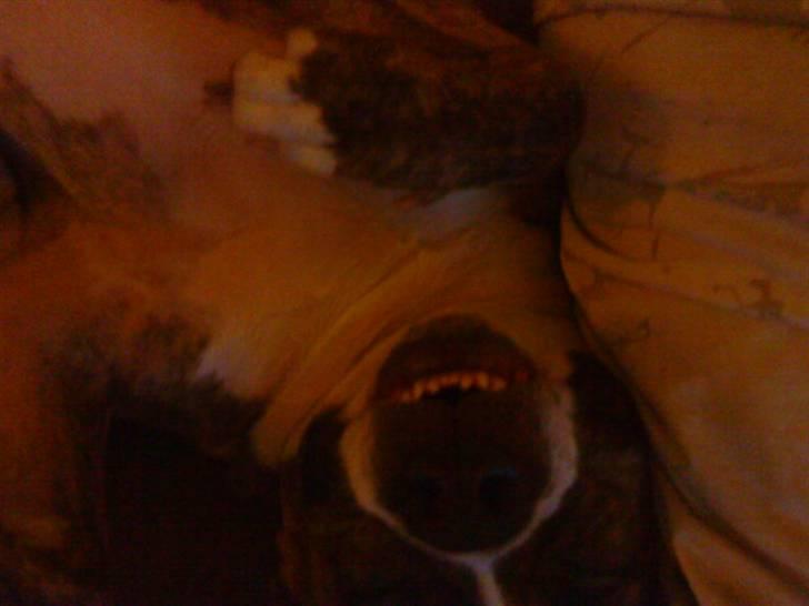 Amerikansk staffordshire terrier Bianco billede 13