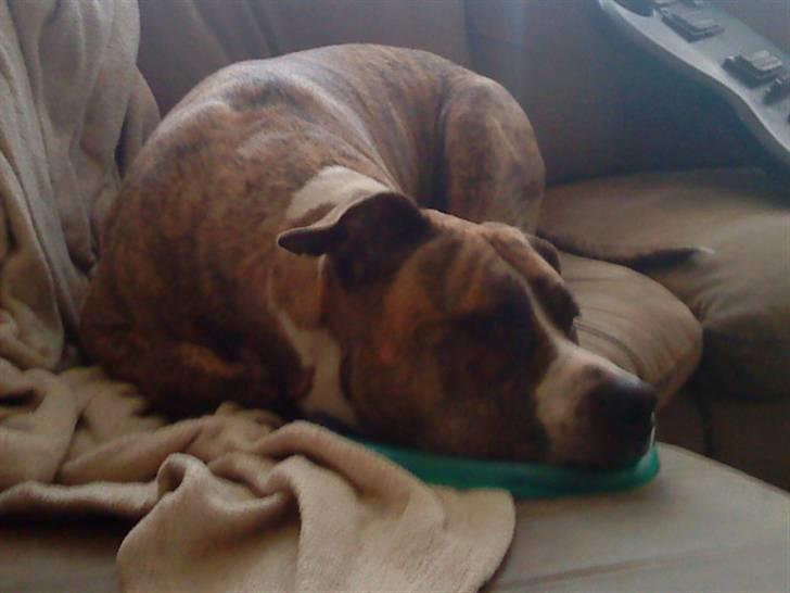 Amerikansk staffordshire terrier Bianco billede 14