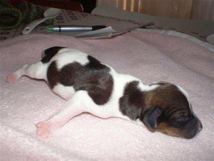 Dansk svensk gaardhund Karla billede 16