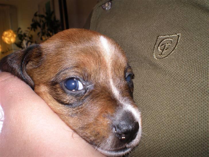 Dansk svensk gaardhund Karla billede 17