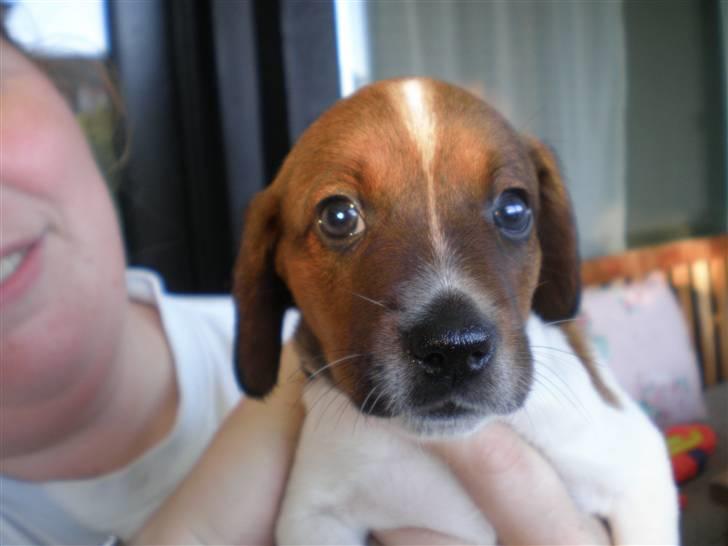 Dansk svensk gaardhund Karla billede 18