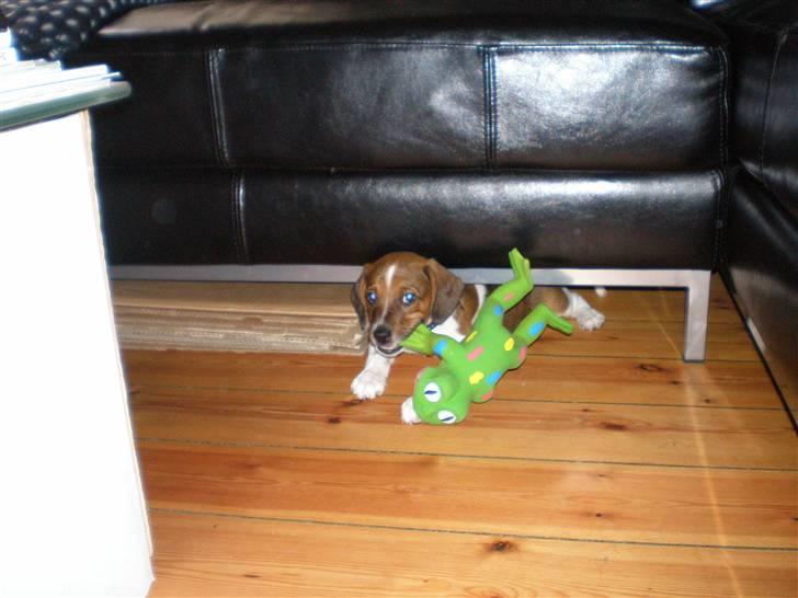 Dansk svensk gaardhund Karla billede 20