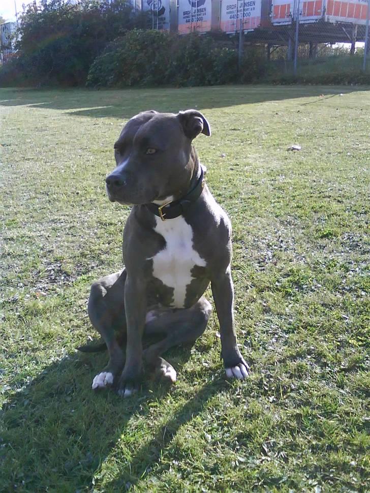 Amerikansk staffordshire terrier Banditten Nala.. billede 11