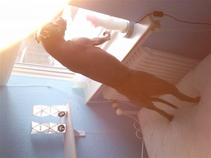 Amerikansk staffordshire terrier Banditten Nala.. billede 12