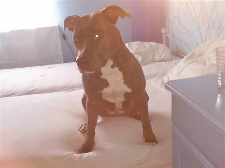 Amerikansk staffordshire terrier Banditten Nala.. billede 13