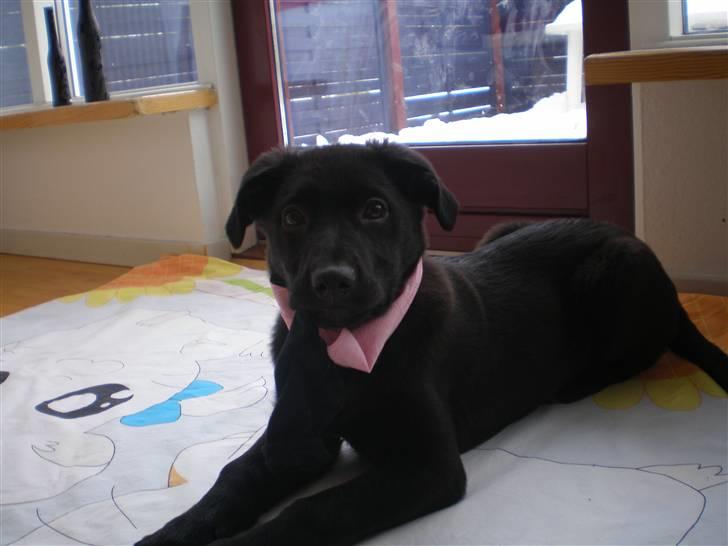 Blanding af racer Tinke billede 1