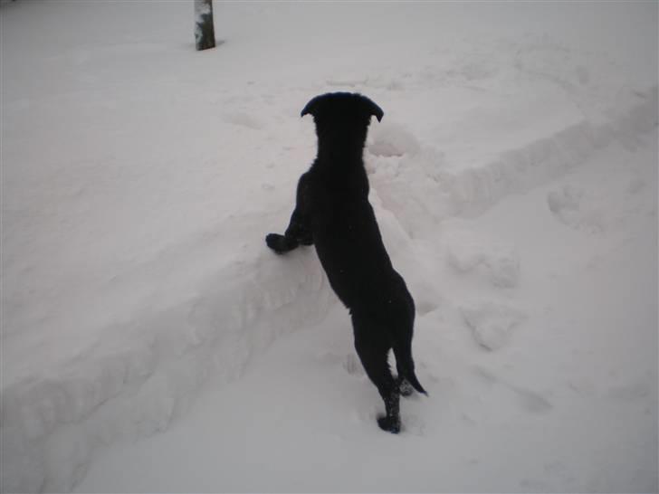 Blanding af racer Tinke billede 2