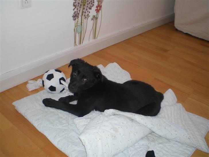 Blanding af racer Tinke billede 3