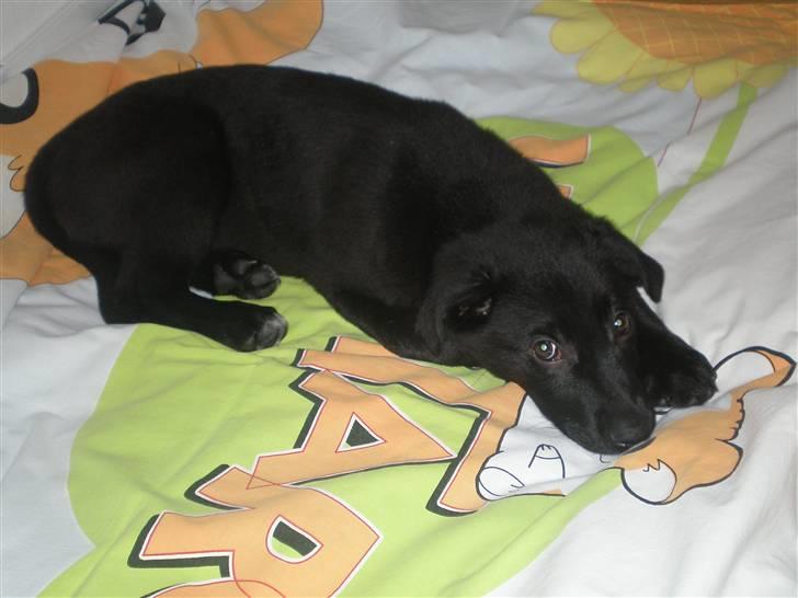 Blanding af racer Tinke billede 4