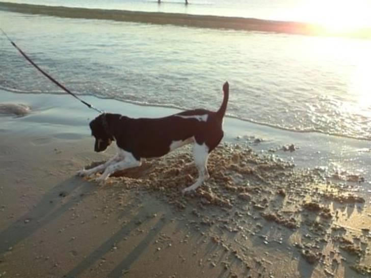 Dansk svensk gaardhund Agnes billede 15