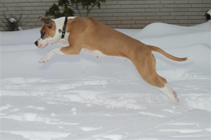 Amerikansk staffordshire terrier Gaia - Beklager det ikke er helt skarp; men nåede ikke at fokusere helt på hende. Lidt over 7 måneder på billedet. billede 7