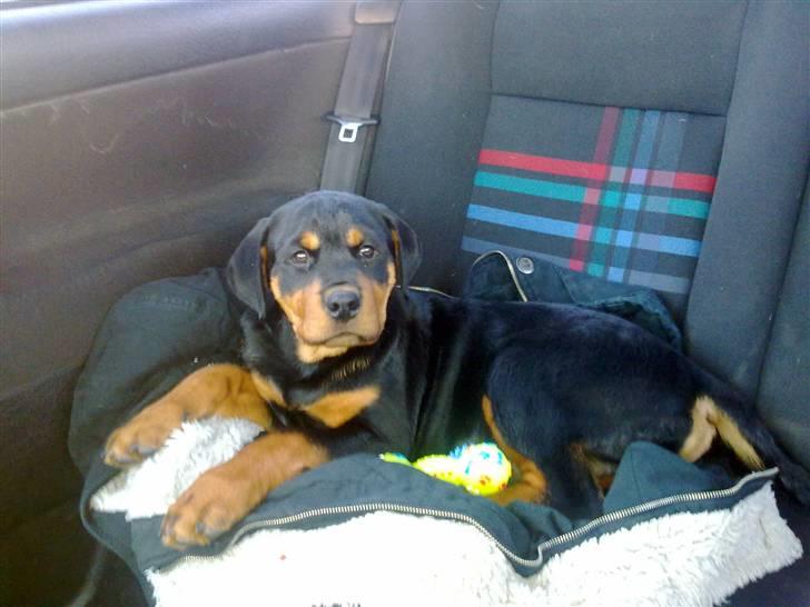 Rottweiler CanZo - På hjem rejsen fra hans forældre. billede 1