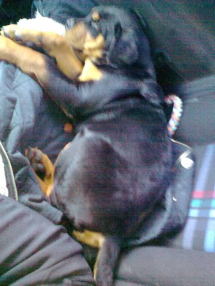 Rottweiler CanZo - På hjem rejsen fra hans forældre. billede 2