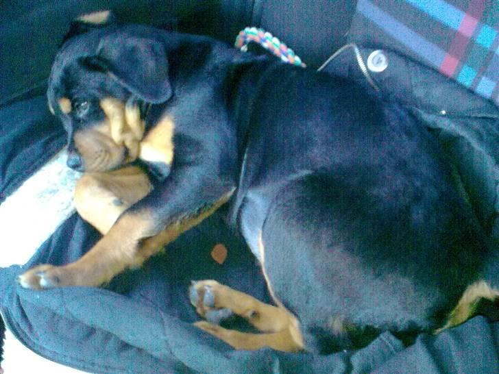 Rottweiler CanZo - På hjem rejsen fra hans forældre. billede 3