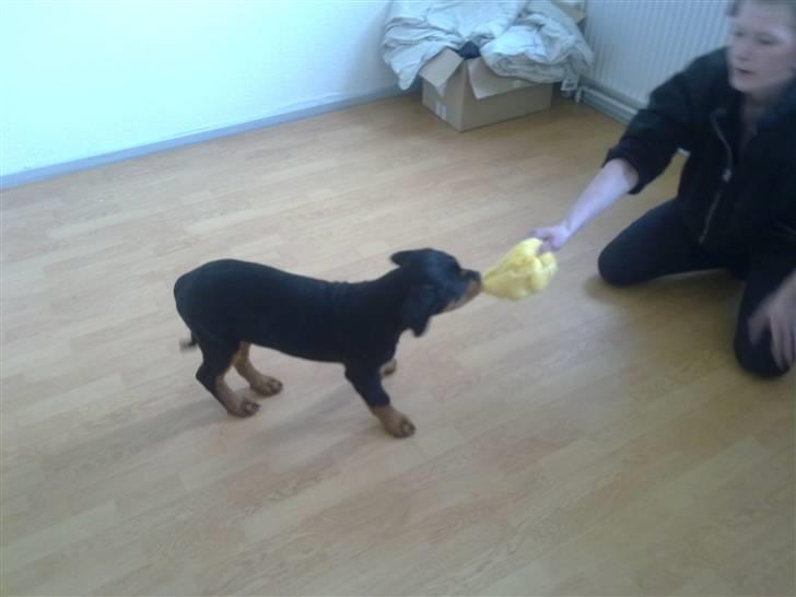 Rottweiler CanZo - Lige kommet hjem til hans nye hjem..! billede 4