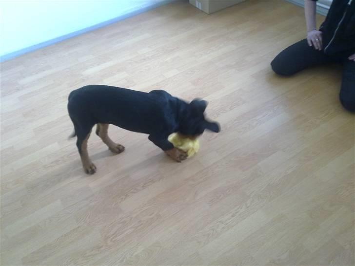 Rottweiler CanZo - Lige kommet hjem til hans nye hjem. billede 5