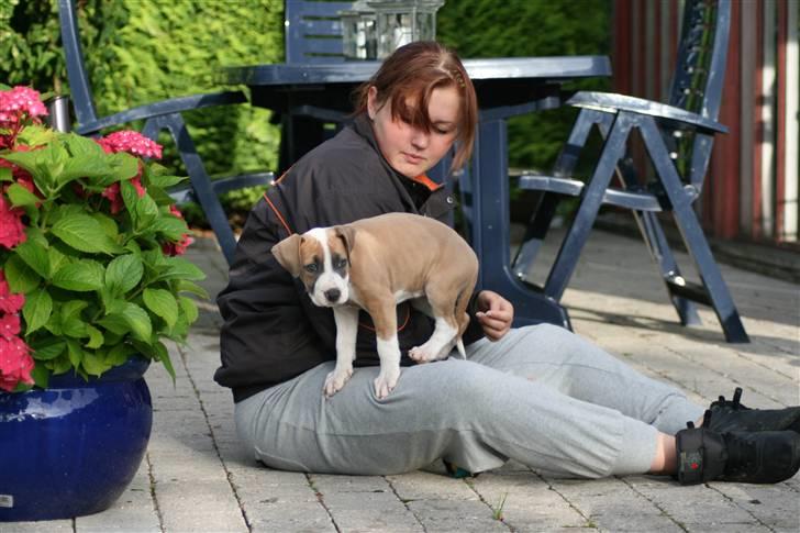 Amerikansk staffordshire terrier Gaia - Der sker jo lidt mht. hendes str. på 8 måneder. Hun er 2 måneder og 3 dage på billedet. billede 8