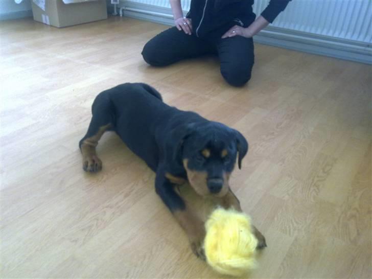 Rottweiler CanZo - Leger med en rulle garn..! billede 6