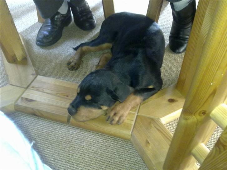 Rottweiler CanZo - Han var så træt da vi sad og fik kaffe.. billede 7