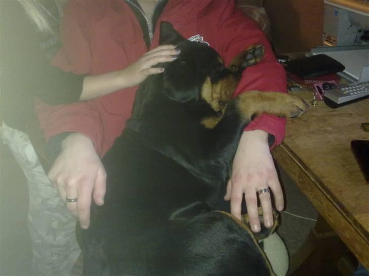 Rottweiler CanZo - Sover godt i mor´s arme.. billede 8