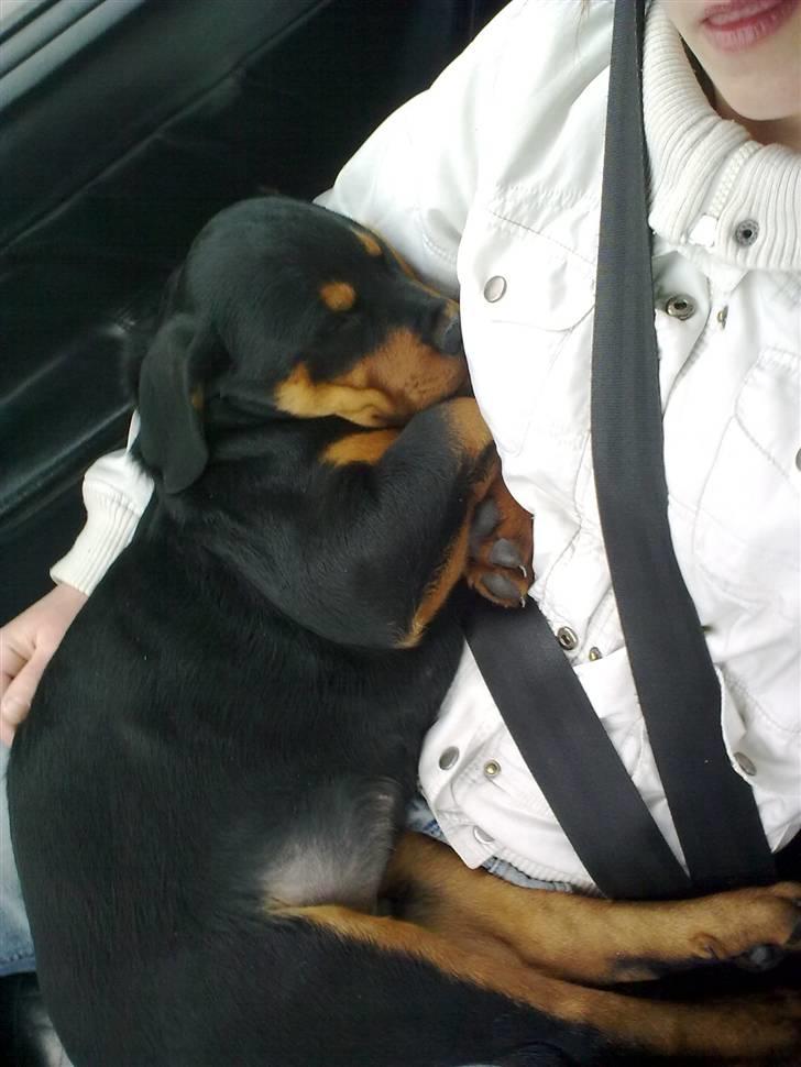 Rottweiler CanZo billede 9