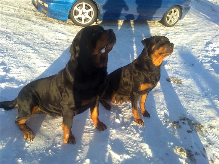 Rottweiler CanZo - Far og Moren til CanZo. venstre Far, højre Mor. billede 10