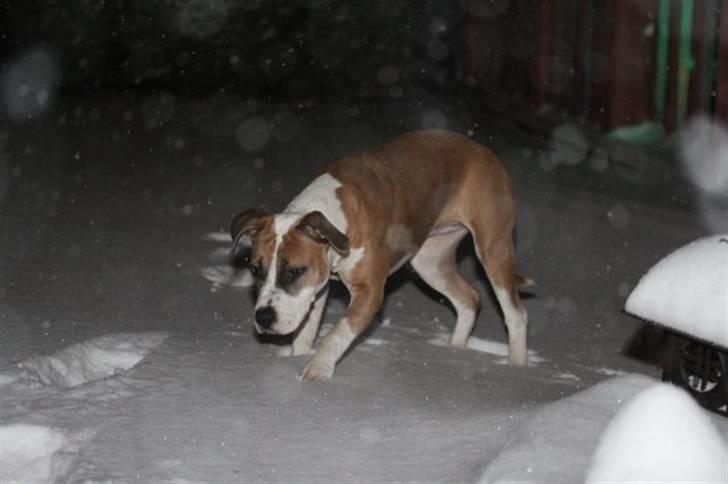 Amerikansk staffordshire terrier Gaia - Gaias første møde med sne, d. 17 december 2009 (kl. 06 om morgenen). billede 9